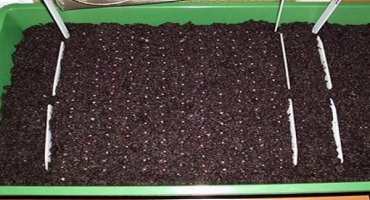 Jak získat semena jahod z bobulí, pravidla pro sběr doma